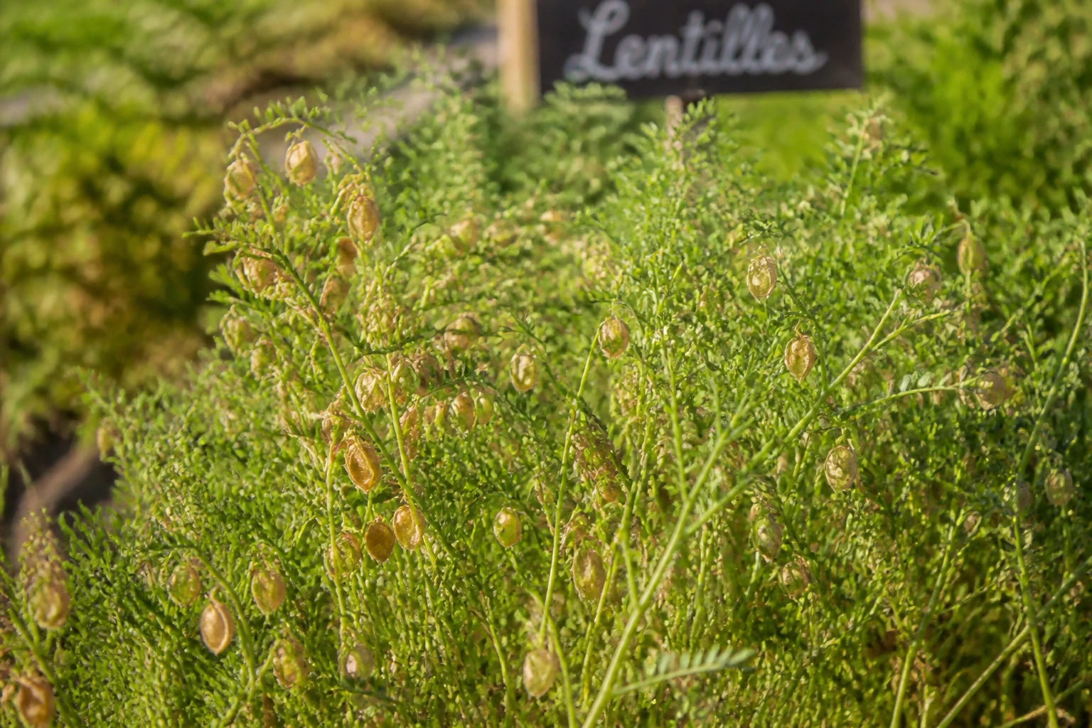 Comment poussent les lentilles : du semis à la récolte