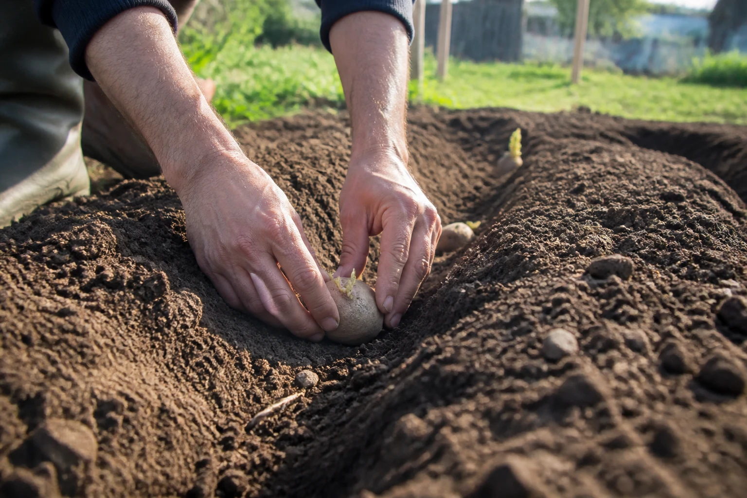 Comment planter les pommes de terre : la méthode du pro