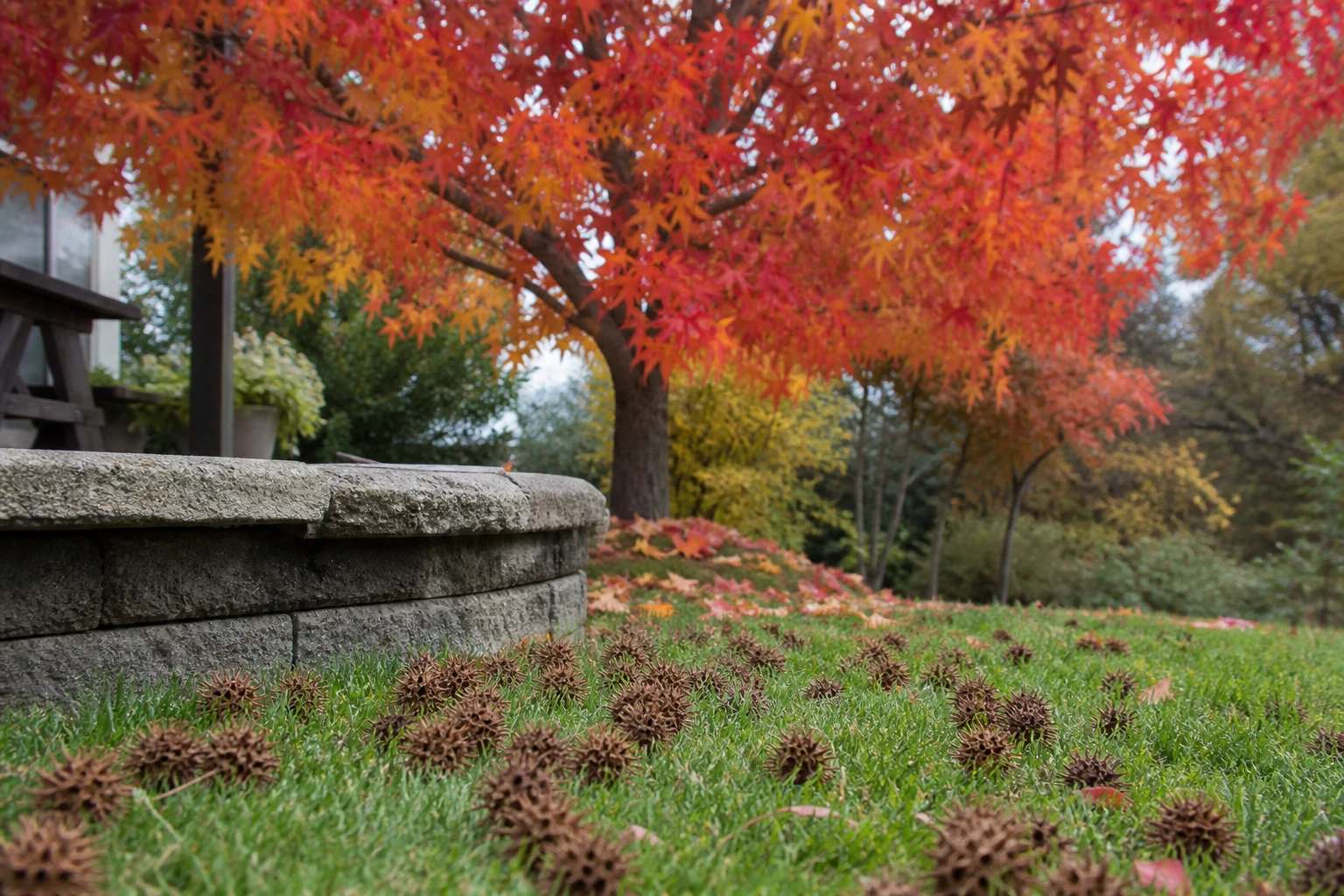 Liquidambar : les inconvénients à connaître avant de planter