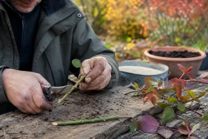 Jardinier préparant une bouture de rosier avec un sécateur avant de la planter dans un pot de terreau